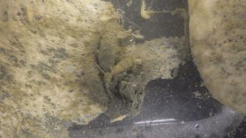 Media type: image;   Invertebrate Zoology 153512 Description: live specimen;